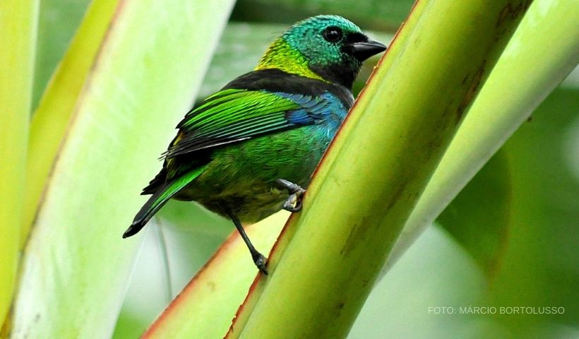 birdwatching-ilhabela-capa