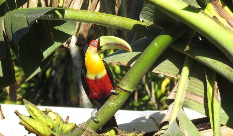 fauna-ilhabela-capa