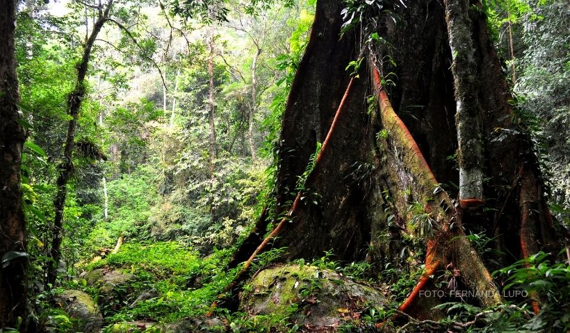 preservando-ilhabela-capa