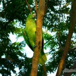 Ilhabela Birdweek