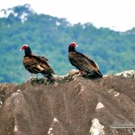 Ilhabela Birdweek