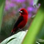 Ilhabela Birdweek