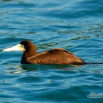 Ilhabela Birdweek