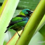 Ilhabela Birdweek